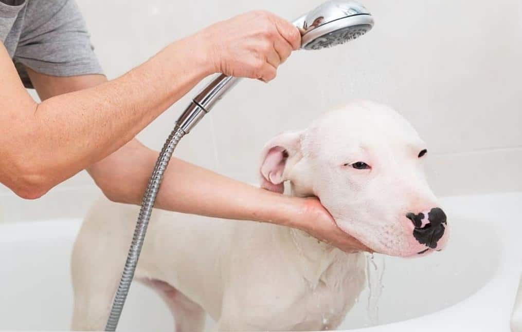 What Does a Dog Bather Do?
