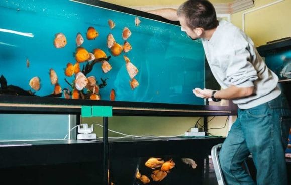 What Does an Aquarist Do?
